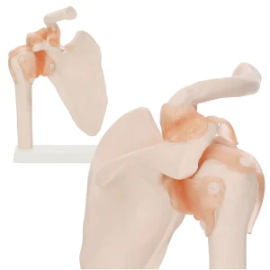 Anatomický model ramenného kĺbu s väzmi v mierke 1:1