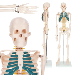 Anatomický model ľudskej kostry 85 cm