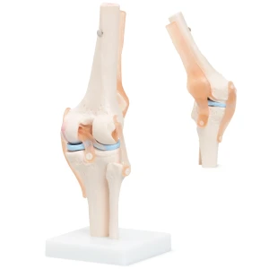 Anatomický model kolenného kĺbu