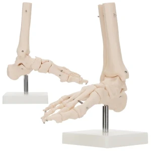 Anatomický model členkového kĺbu v mierke 1:1