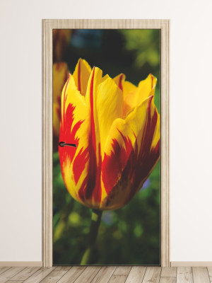 Fototapeta na drzwi czerwono żółty tulipan P24