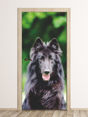 Fototapeta na drzwi pies Groenendael P28