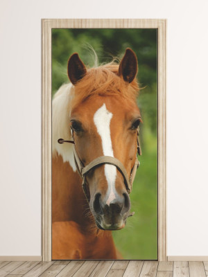 Fototapeta na drzwi koń P4