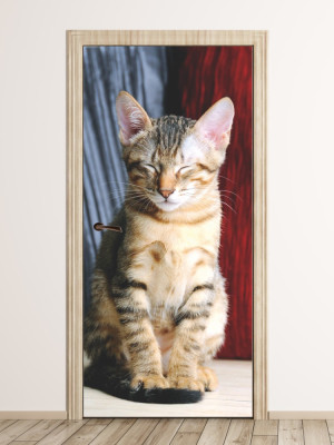 Fototapeta na drzwi zrelaksowany kot P57