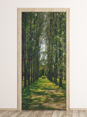 Fototapeta na drzwi rząd drzew P68