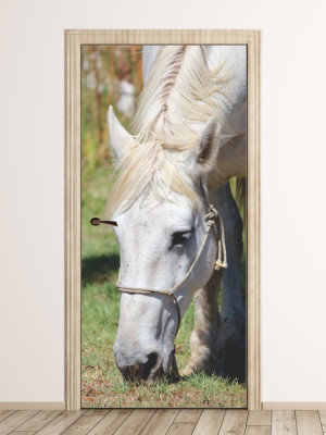 Fototapeta na drzwi koń P116
