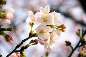 Fototapeta na ścianę kwitnąca sakura FP 791