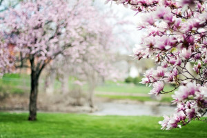 Fototapeta na ścianę kwitnąca magnolia FP 1551