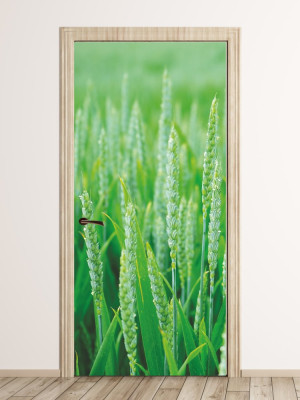 Fototapeta na drzwi pole pszenicy FP 1810