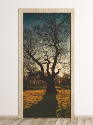 Fototapeta na drzwi samotne drzewo FP 6083