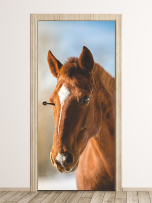 Fototapeta na drzwi Głowa konia FP 6150