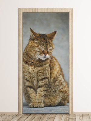 Fototapeta na drzwi kot FP 6164