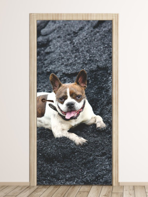 Fototapeta na drzwi pies FP 6215