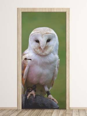 Fototapeta na drzwi sowa FP 6256