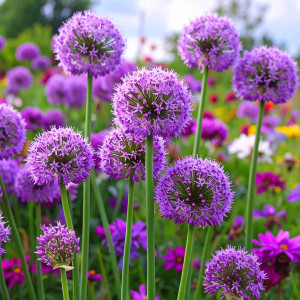 Czosnek Millenium Allium