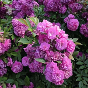 Róża pnąca Rosa 'Perennial Blue'