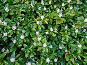 Pachysandra terminalis Variegata