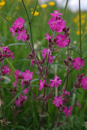 Lepnica schafta 'Splendens'