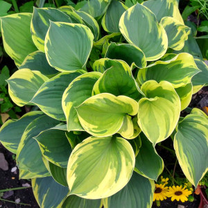 Funkia Hosta School Mouse