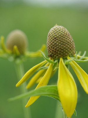 Ratibida pinnata