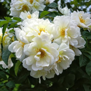 Róża pnąca 'Perennial Blush