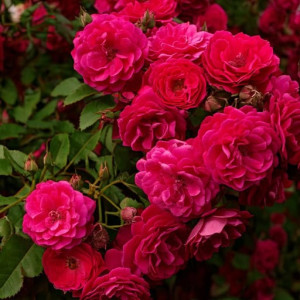 Róża pnąca 'Starlet® Rose Lola'