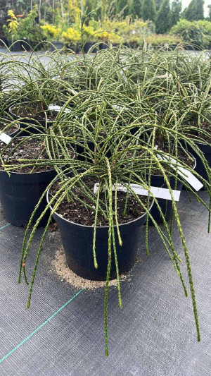 Thuja Whipcord