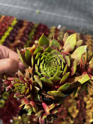 Rojnik 'Polaris' Sempervivum