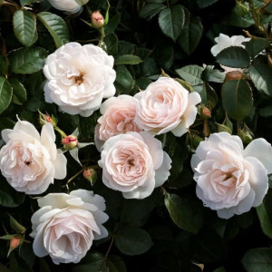 Róża okrywowa 'Kastelruther Spatzen Rose'