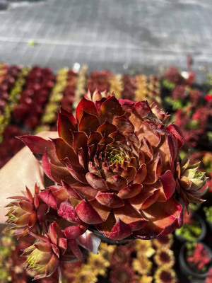 Rojnik Sempervivum "Casablanca"