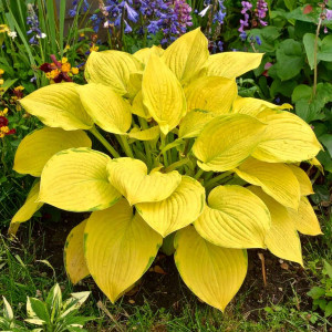 Funkia Hosta Shadowland® Cost to Cost