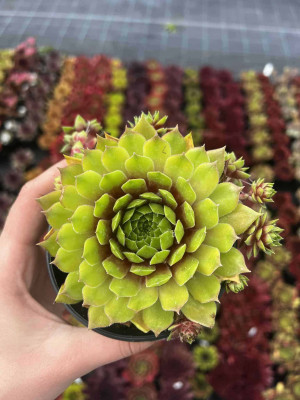 Rojnik 'Pipifax' (sempervivum)
