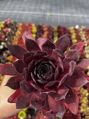 Rojnik 'Leopold' Sempervivum