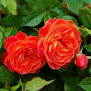 Róża pnąca 'STARLET ROSES 'Carmen'