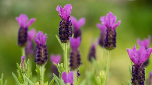 Lawenda francuska Bandera Purple