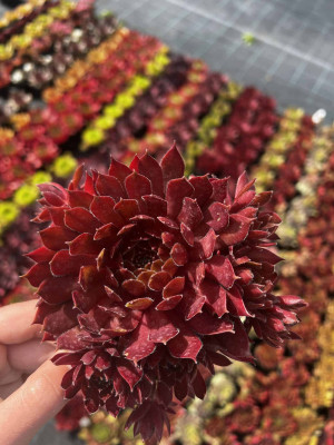 Rojnik 'Voodoo' Sempervivum