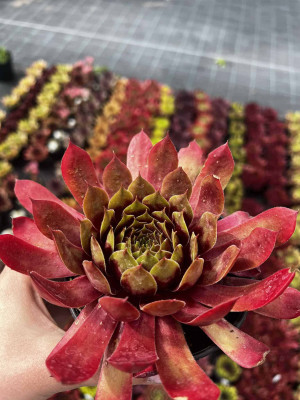Rojnik 'Gallivarda' (sempervivum)
