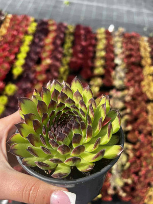 Rojnik Sempervivum Reinhard