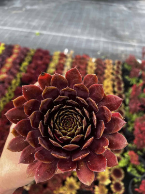 Rojnik Sempervirum 'Tiefgang'