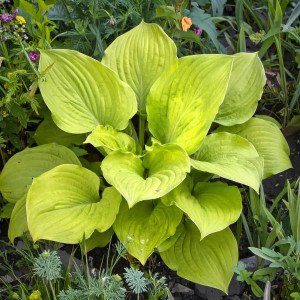 Funkia Hosta Sum & Substance