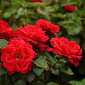 Róża okrywowa 'Centro® Rose'