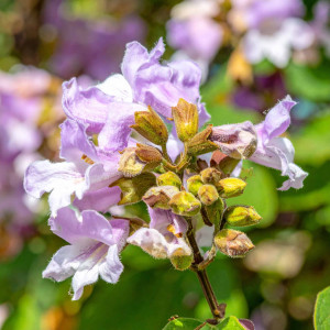 Paulownia puszysta Cesarskie Drzewo