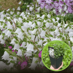 Dzwonek drobny Baby White