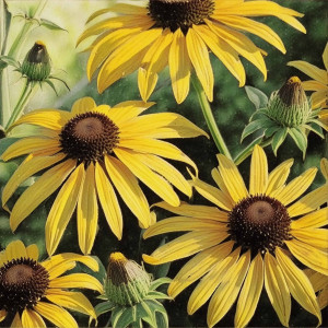 Rudbekia Goldsturm - Jasna odmiana