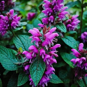Jasnota plamista 'Chequers'
