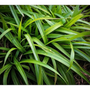 Kosmatka olbrzymia 'Auslese'