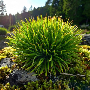 Kosmatka owłosiona 'Igel'