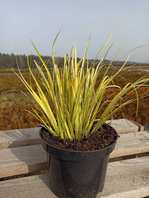 Tatarak krzewiasty Golden Delight