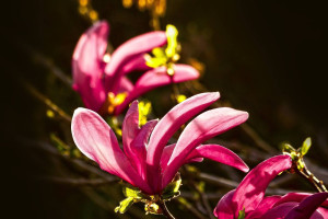 Magnolia gwiaździsta ROSEA - Różowa odmiana