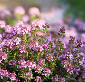 Macierzanka piaskowa Minor